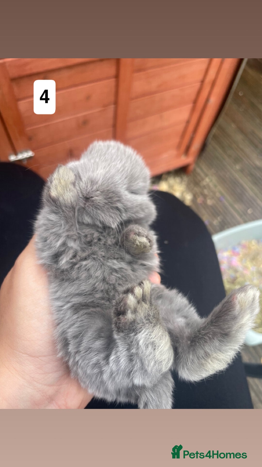 Mini Lop rabbits for sale: 4 beautiful mini lop bunnies🩵🩷 - Image 6