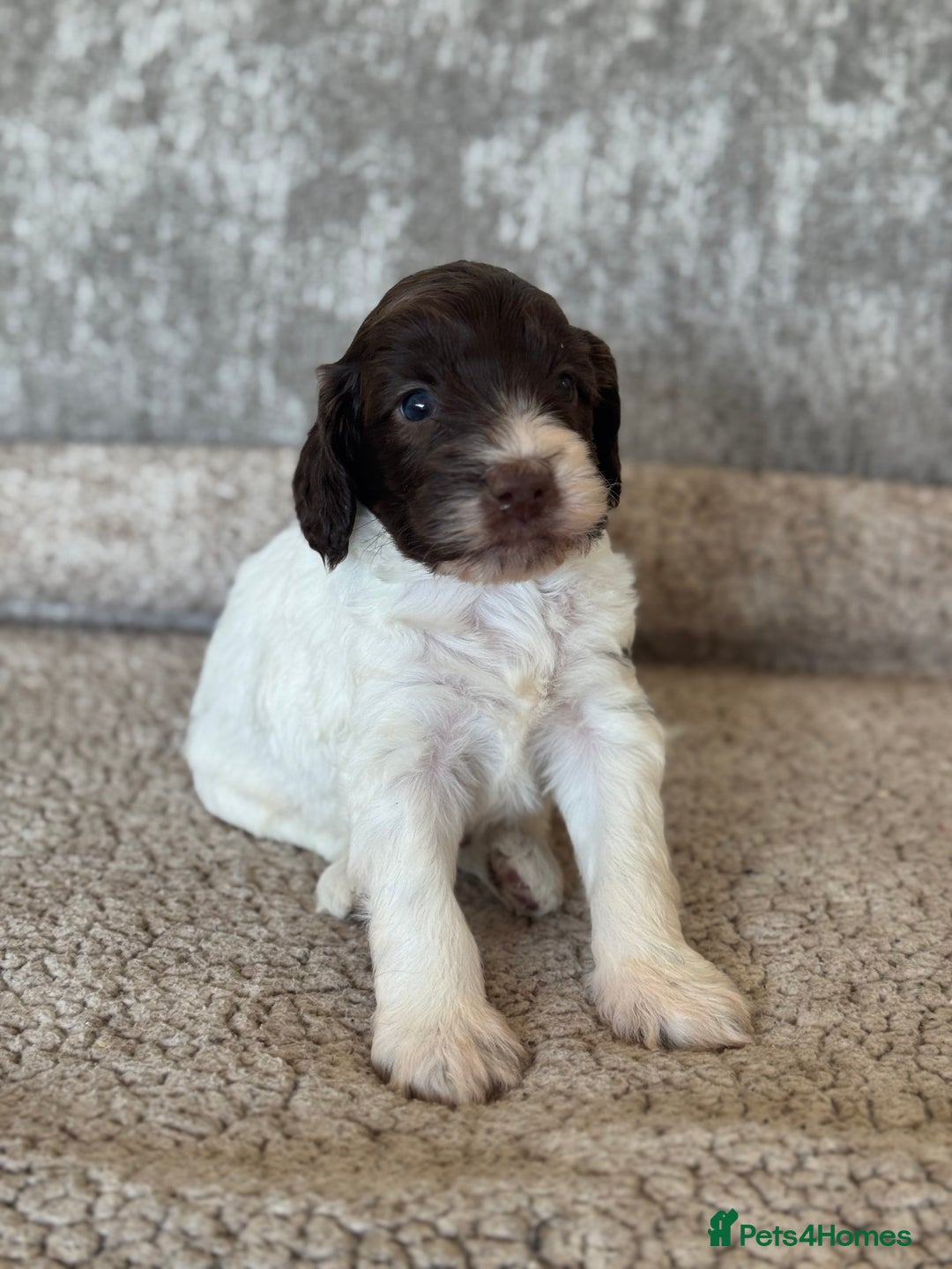 Cockapoo dogs for sale: BEAUTIFUL MERLE COCKER POO PUPPIES, HEALTH TESTED - Image 12