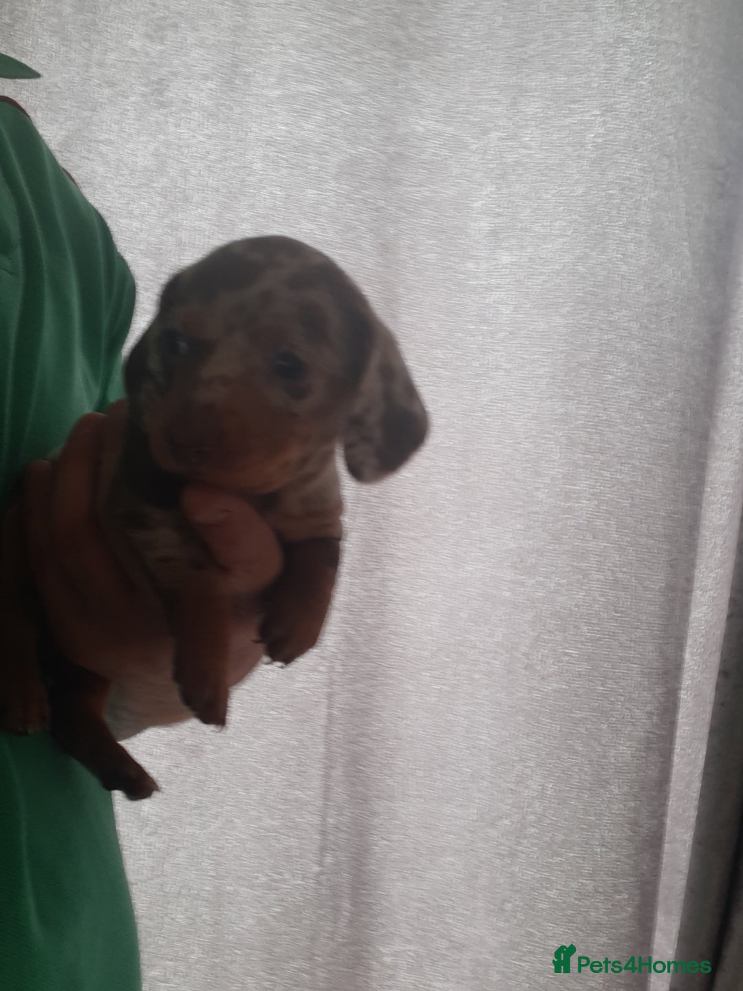 Dachshund dogs for sale: Dashhound puppies  - Image 9