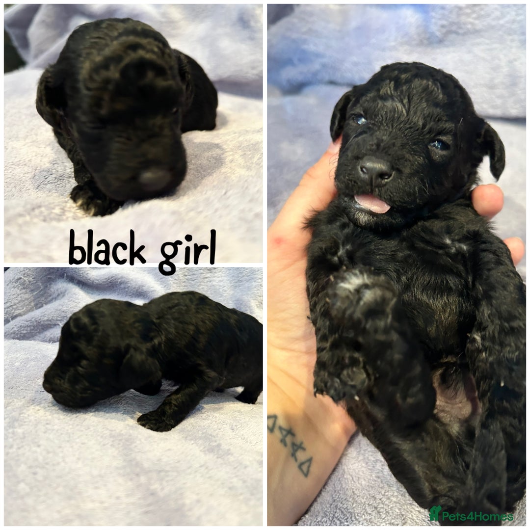 Mixed Breed dogs for sale: READY HALLOWEEN Stunning ShihpooXSproodle puppies - Image 5