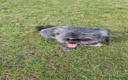 Shih Tzu dogs for sale: Loving cheeky Shihtzu for loving home ❤️ - Image 26