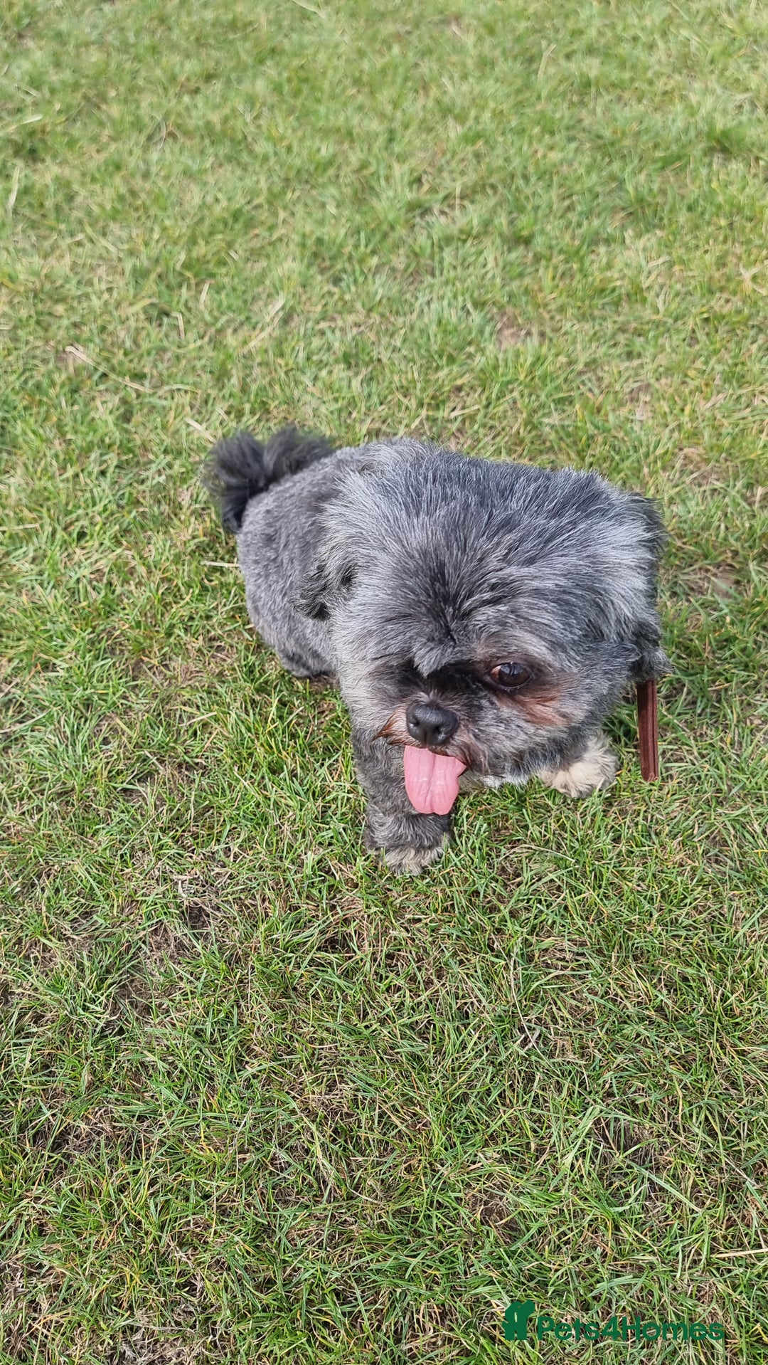 Shih Tzu dogs for sale: Loving cheeky Shihtzu for loving home ❤️ - Image 26