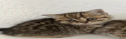 Scottish Fold cats for sale: 🥰Purebred Scottish folds looking for parents🐾 - Advert 15