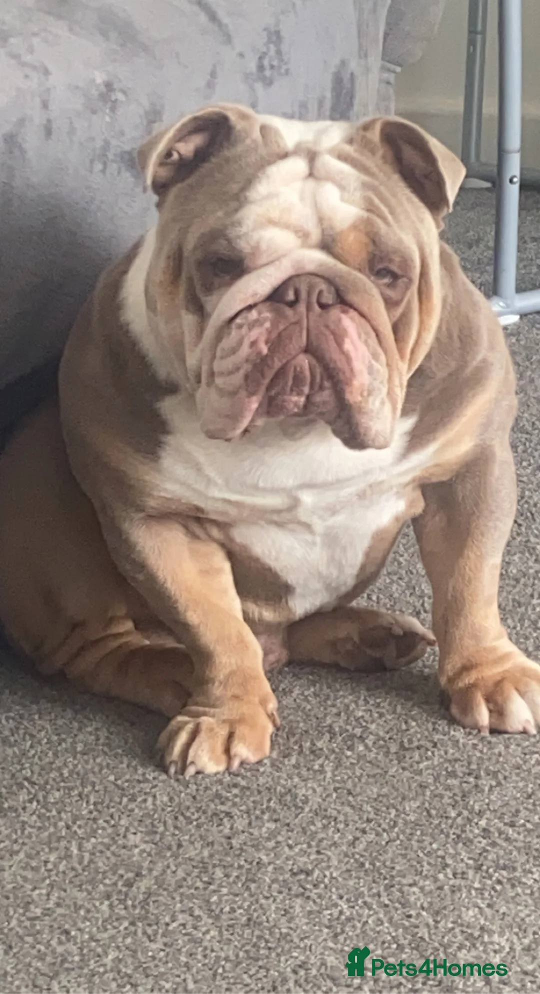 English Bulldog dogs for stud: English bulldog lilac and tan STUD ONLY‼️‼️NFS‼️‼️ in Rotherham - Advert 3