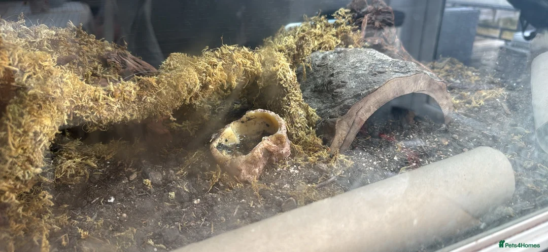 Gecko reptiles for sale: X2 leopard geckos plus all accessories for sale  in Hatfield - Advert 2