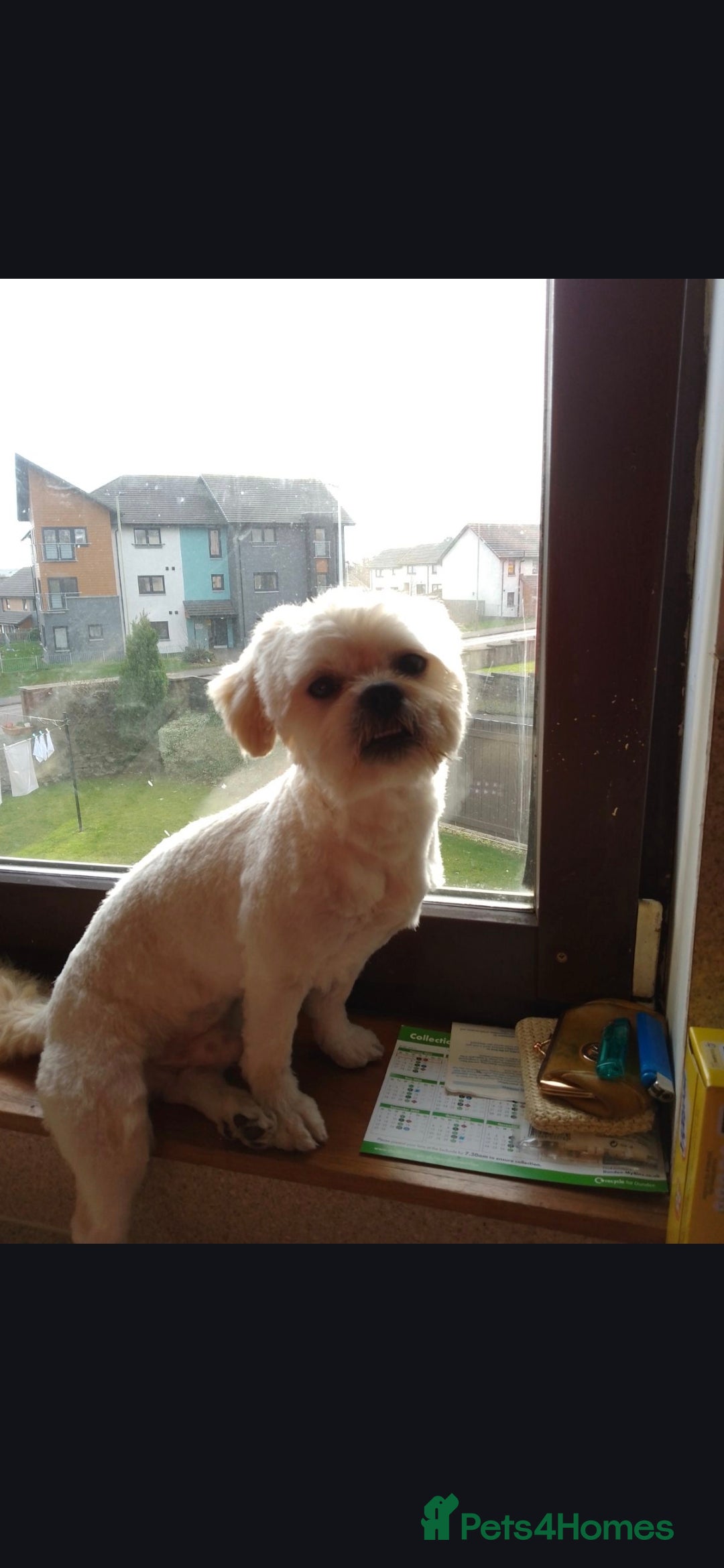 Shihpoo dogs for stud: Stud AVALIABLE!! - Advert 2