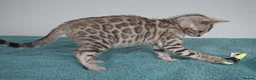 Bengal cats for sale: Superb Bengal Girl Kitten - Advert 11