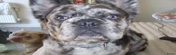French Bulldog dogs for sale: French bulldog in Preston - Advert 3