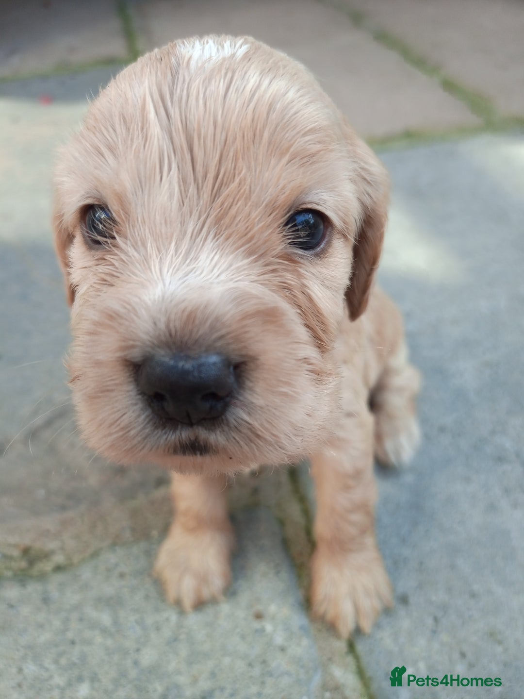 Cocker Spaniel dogs for sale: KC reg show cocker spaniel puppies  - Image 12