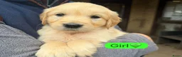 Golden Retriever dogs for sale: KC registered Golden Retriever puppies - Advert 4