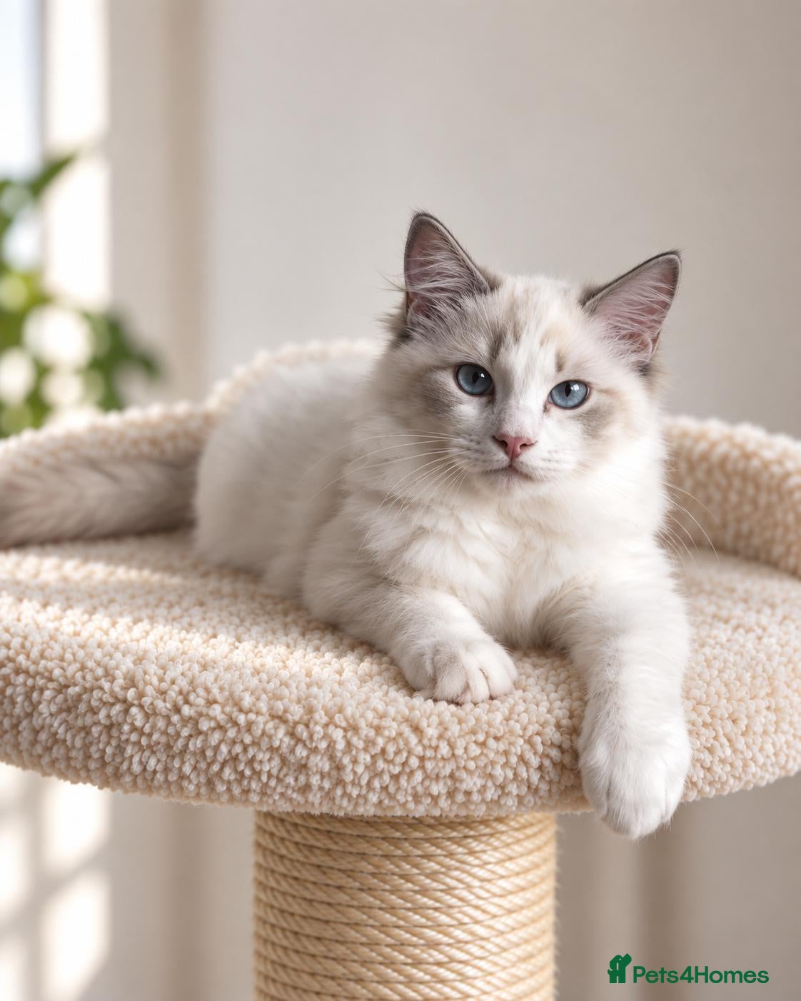 Ragdoll cats 🐾 Beautiful Ragdoll Kittens for Sale 🐾 - Advert 2