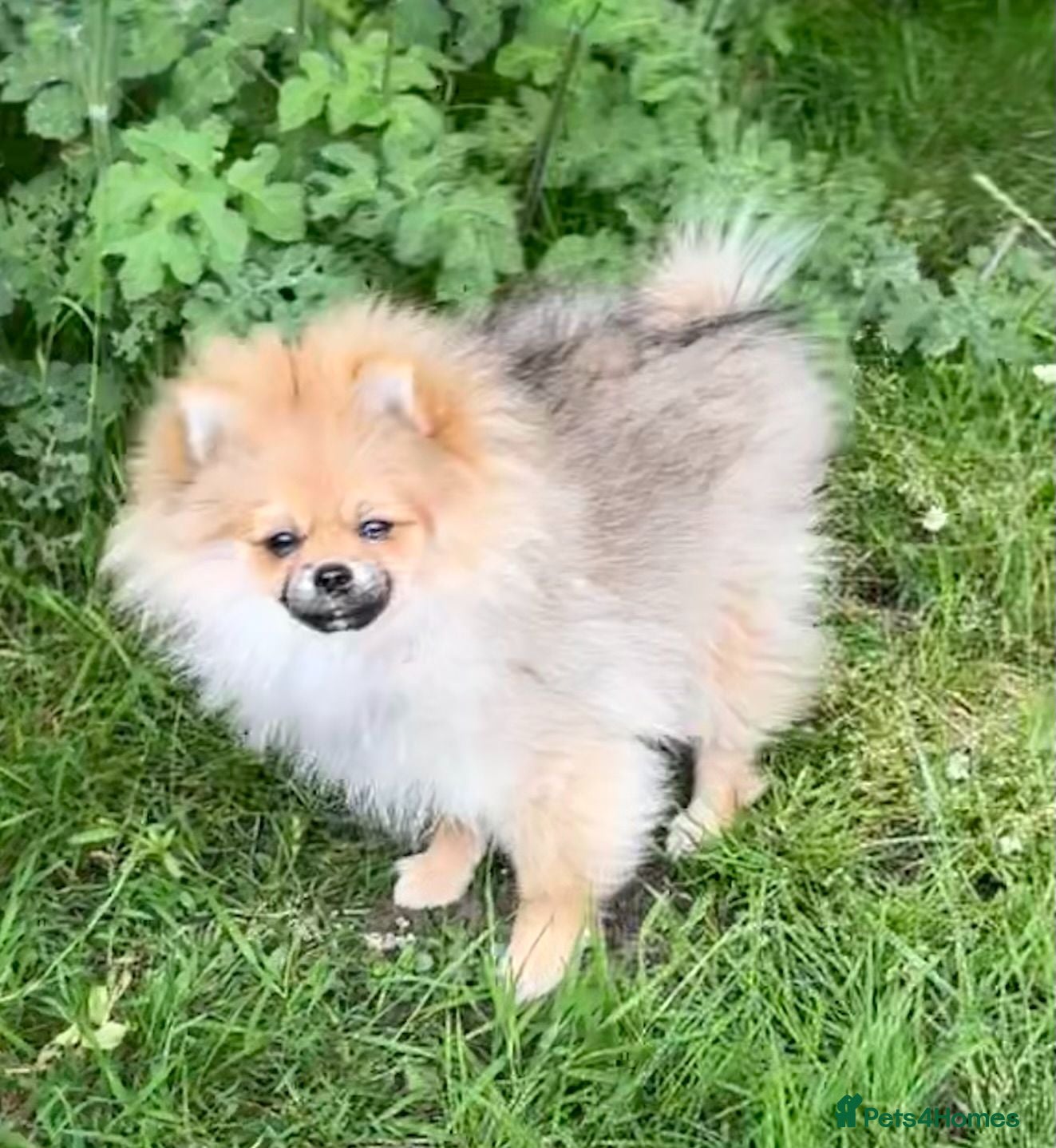 Pomeranian dogs ❤️LAST BEAUTIFUL LITTLE BOY Pomeranian  🐶❤️ - Advert 5