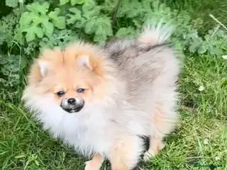 Pomeranian dogs ❤️LAST BEAUTIFUL LITTLE BOY Pomeranian 🐶❤️ - Advert 5