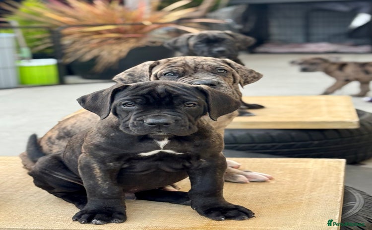 Mixed Breed dogs - Advert 3