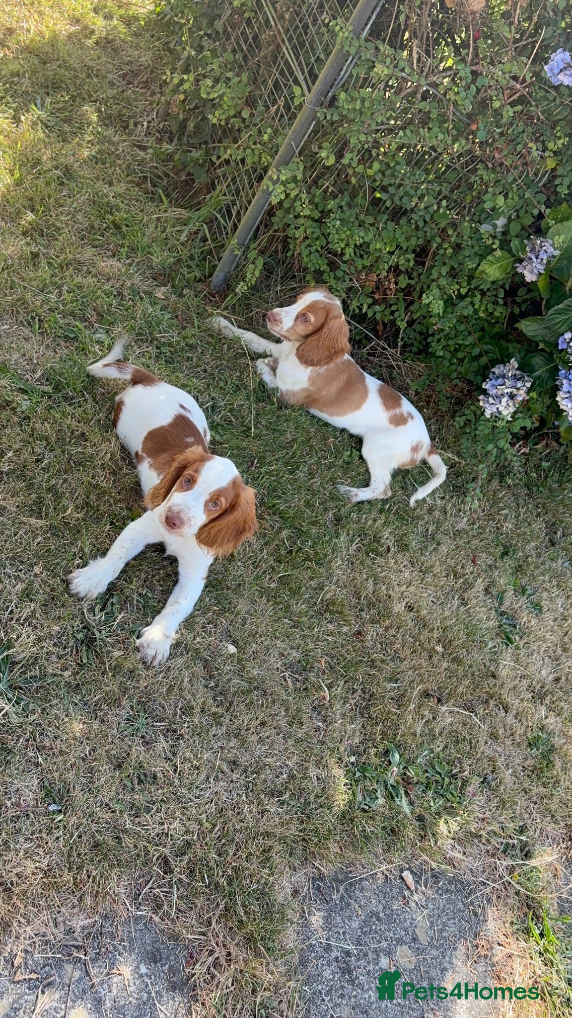 Cocker Spaniel dogs Cocker spaniels  - Advert 1