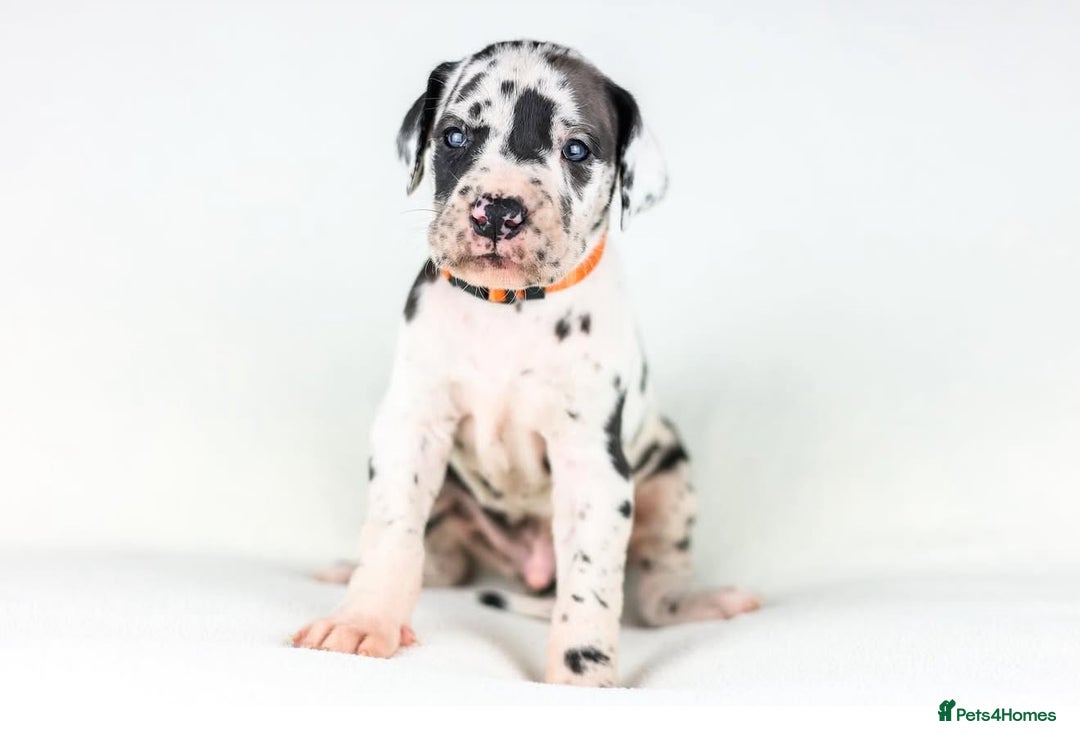 Great Dane dogs for sale: Waiting List Open - Advert 3