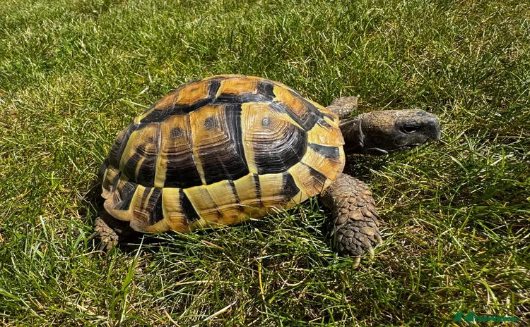 Tortoise reptiles - Advert 2