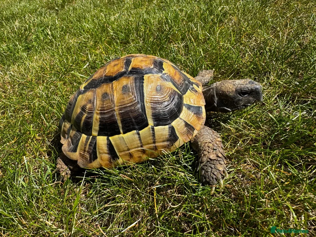 Tortoise reptiles for sale: 🐢 Male Tortoise (5–6yrs) + Full Setup Included 🐢 - Image 1