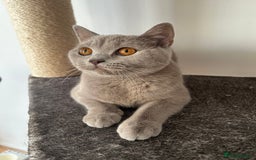 British Shorthair cats for sale: British shorthair female - Image 4