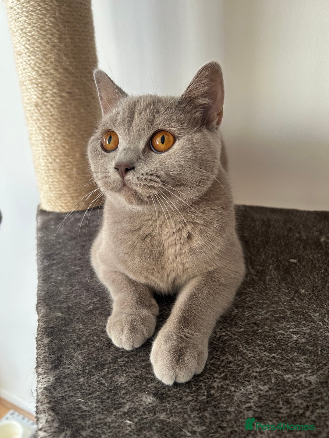 British Shorthair cats for sale: British shorthair female - Image 4