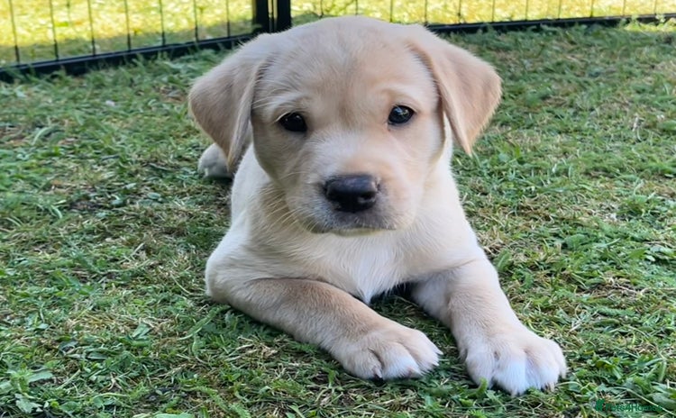 Labrador Retriever dogs - Advert 1