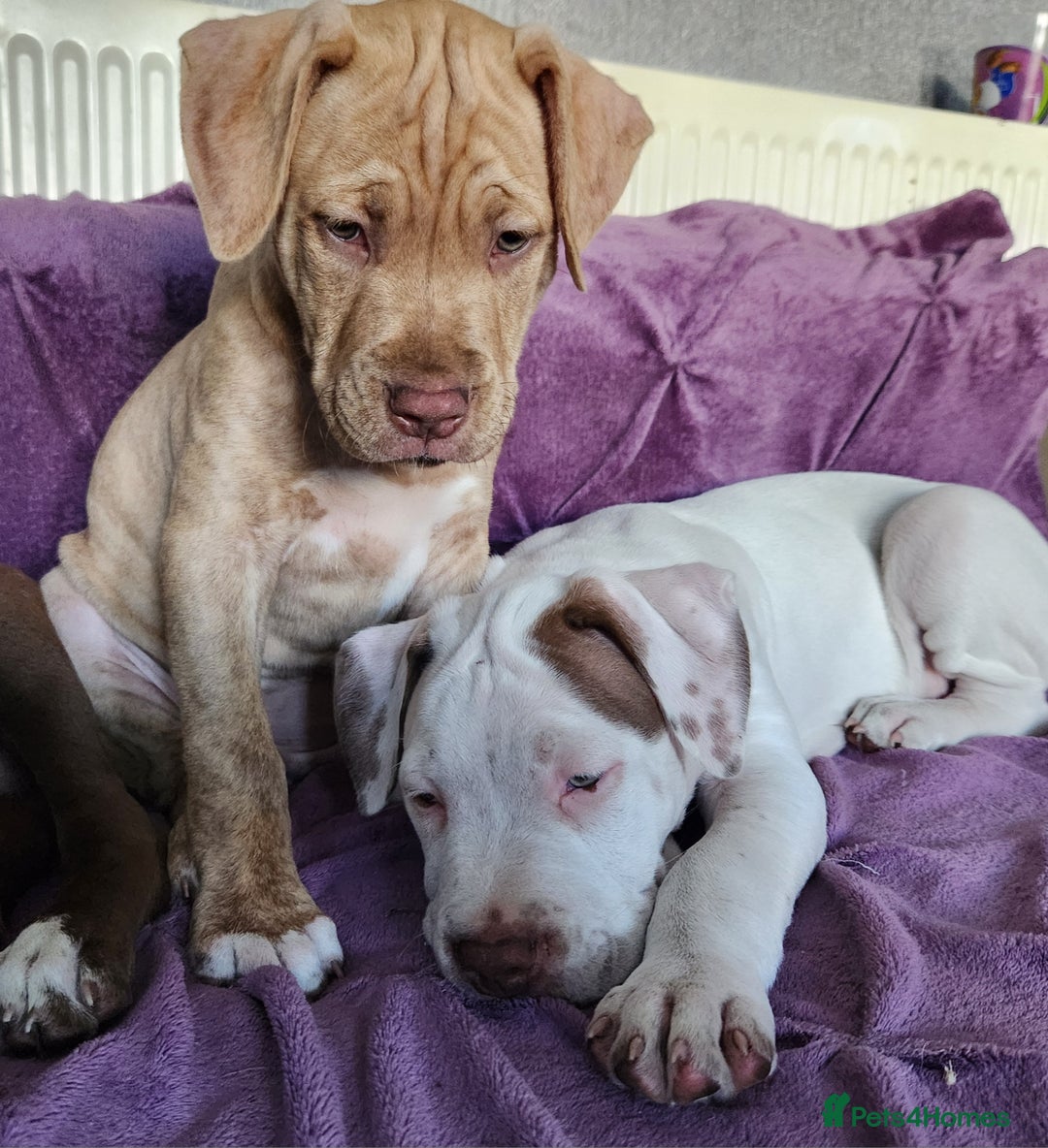 Mixed Breed dogs for sale: Bully Mix pups ‼️Reduced‼️ in Dagenham - Image 19