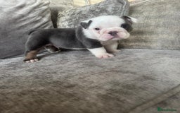 English Bulldog dogs for sale: Beautiful English bulldog puppies  - Image 4