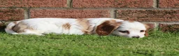 Cavachon dogs for sale: Beautiful Cavachon puppies for sale - Advert 12