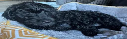 Cockapoo dogs for sale:  F1 Cockapoo, male 7 months  - Percy  - Advert 4
