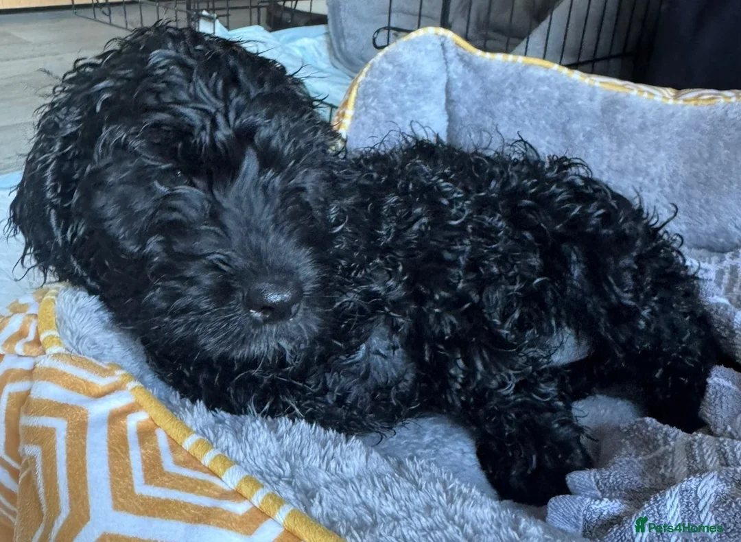 Cockapoo dogs for sale:  F1 Cockapoo, male 7 months  - Percy  - Advert 4