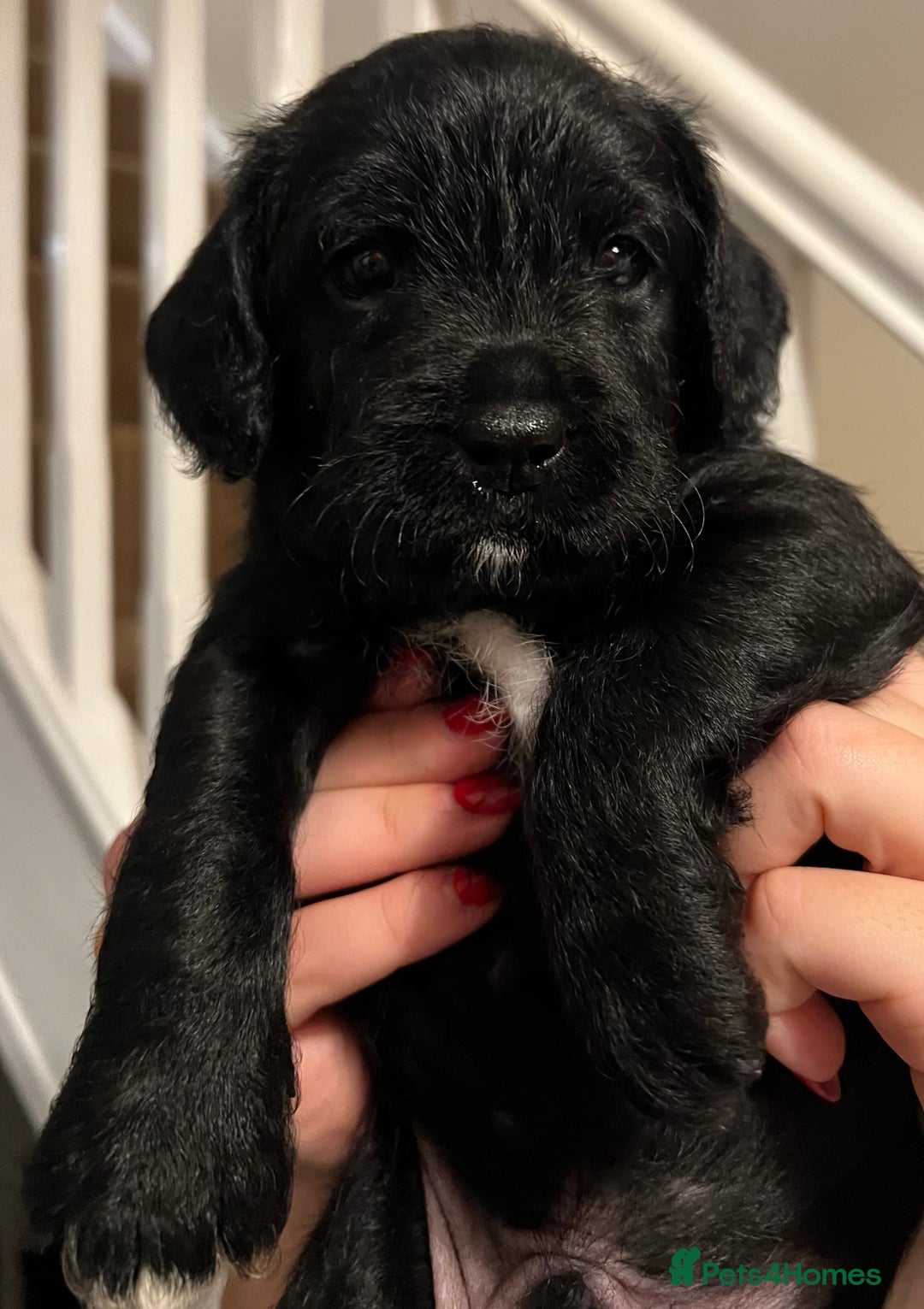 Mixed Breed dogs for sale: Meet our Beautiful Little Frockers ! - Image 22