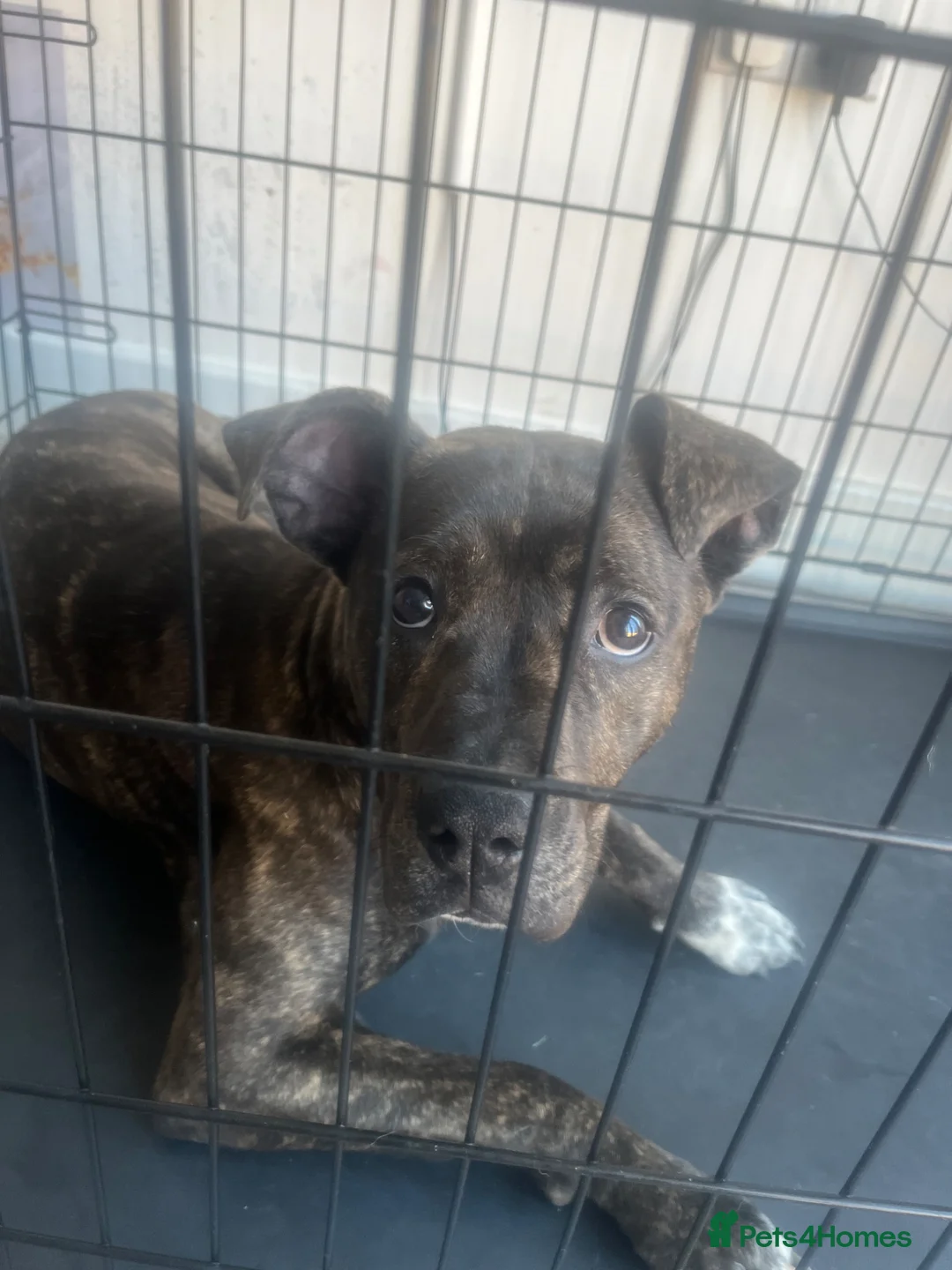 Mixed Breed dogs for sale: Female Staffordshire bull terrier 8 months old  - Advert 9