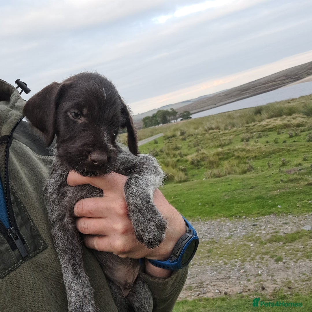 German Wirehaired Pointer dogs for sale: German Wirehaired Puppies 3Dogs READY NOW  in Consett - Image 8