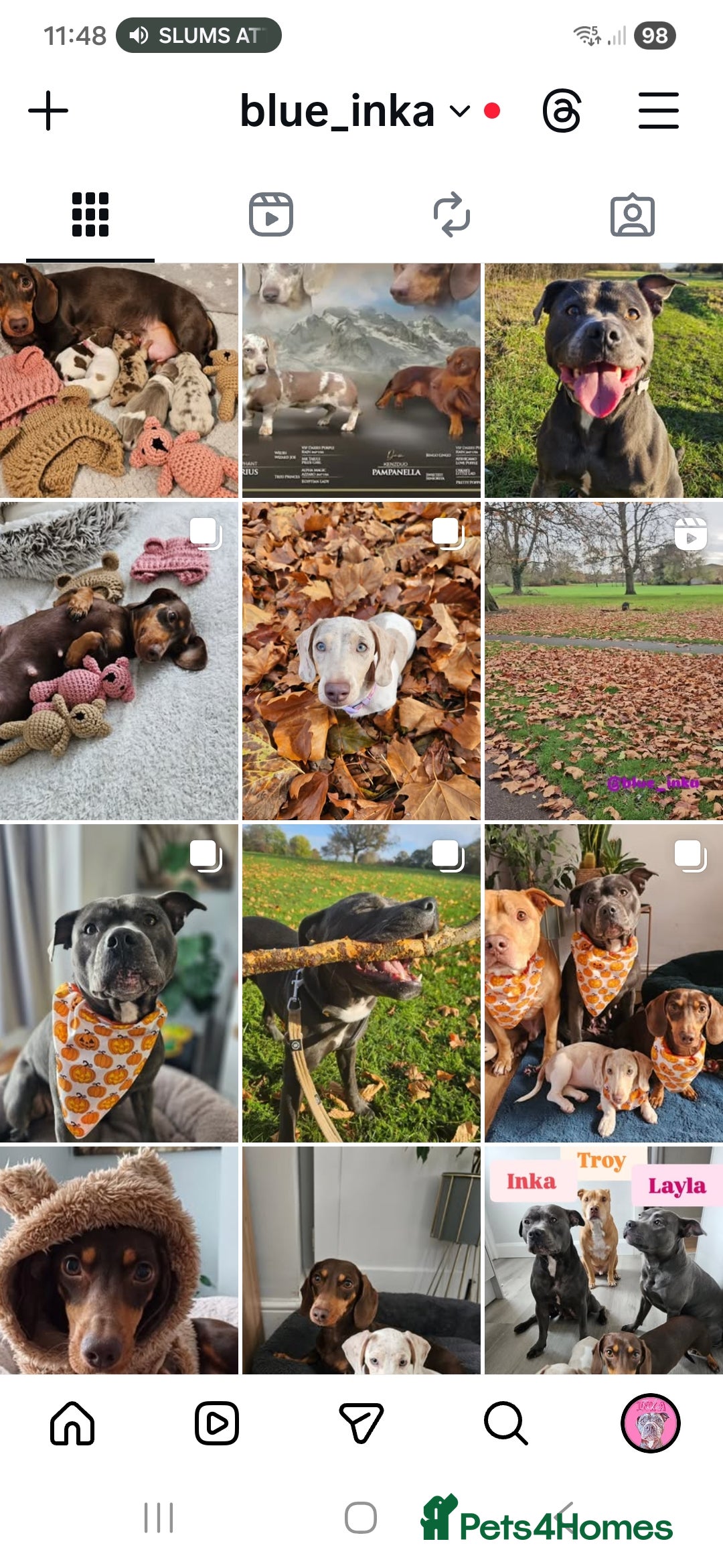 Miniature Dachshund dogs for sale: Stunning KC miniaturedachshunds KC - Advert 31