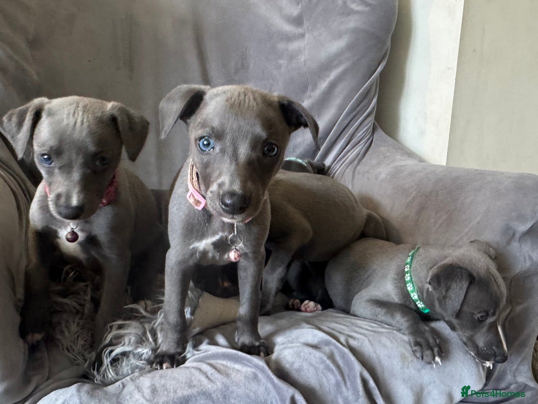 Whippet dogs for sale: Beautiful KC Reg Blue Whippet puppies - Image 17