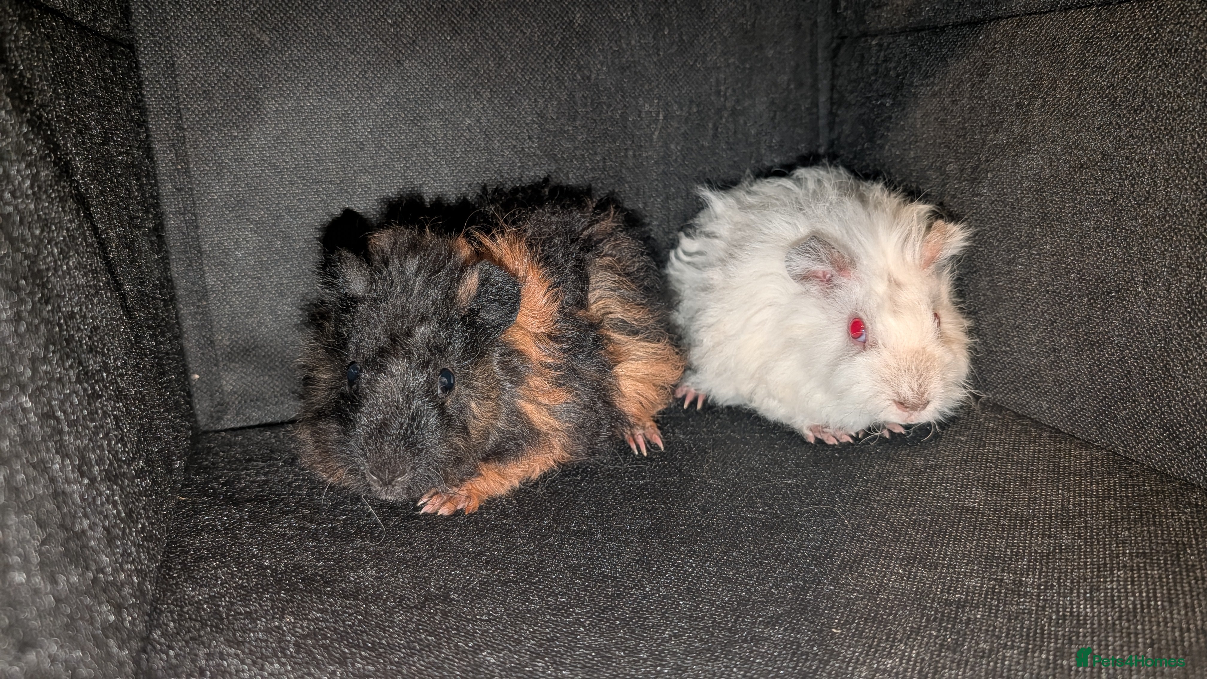 Guinea Pig rodents 2x Lunkarya Guinea Pigs - Advert 21