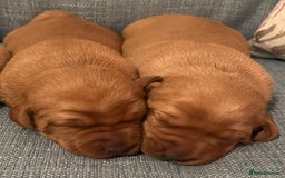 Labrador Retriever dogs for sale: Fox Red, Health Tested, KC Reg Lab Puppies - Advert 20