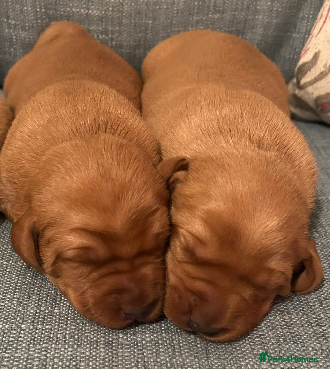 Labrador Retriever dogs for sale: Fox Red, Health Tested, KC Reg Lab Puppies - Advert 20