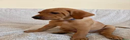 Mixed Breed dogs for sale: Beautiful Vizlador puppies. (Fox Red Lab x Vizsla - Advert 36