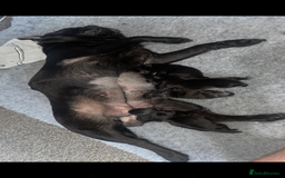 Pug dogs for sale: Beautiful Pugs  - Image 12