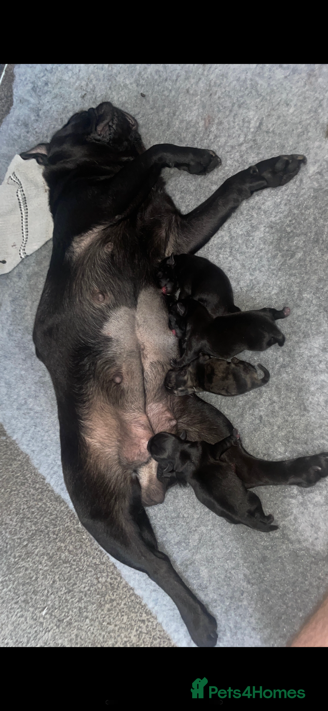 Pug dogs for sale: Beautiful Pugs  - Image 12