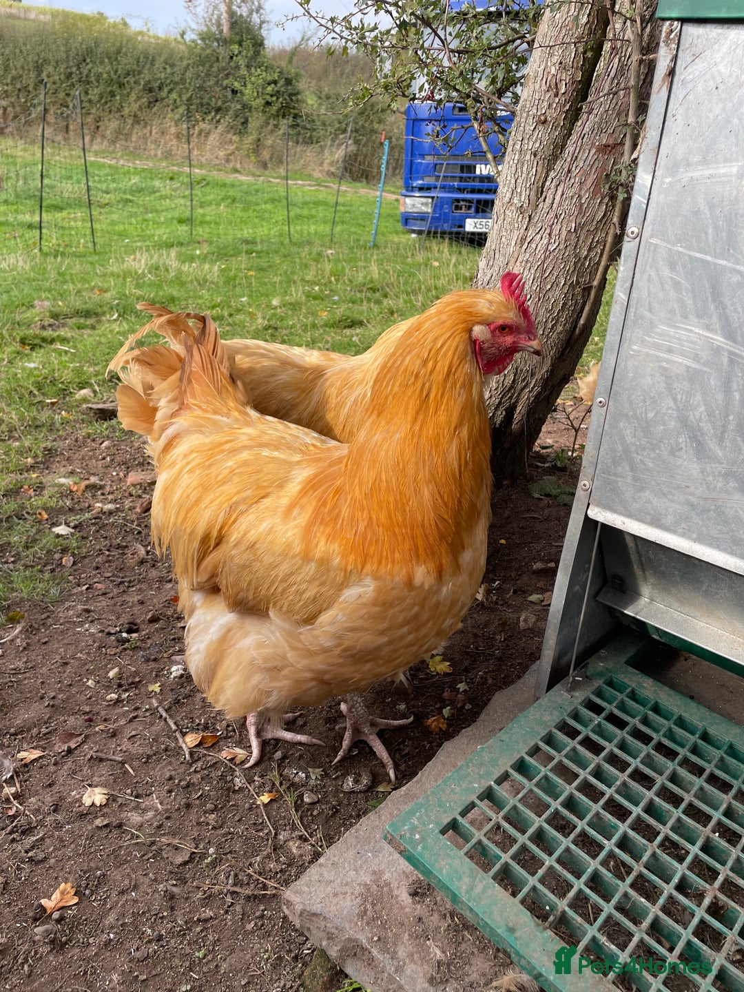 Chickens poultry for sale: Pure Buff Orpington Cockerels  - Image 2