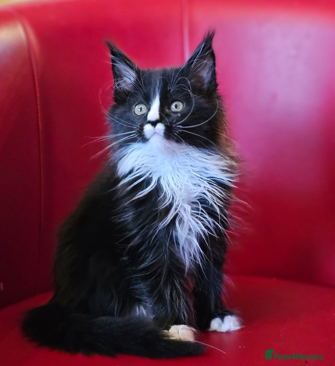 Maine Coon cats for sale: Beautiful Maine Coons kittens - Advert 12