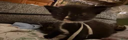 Mixed Breed cats for sale: Beautiful babies in Leamington Spa - Advert 8