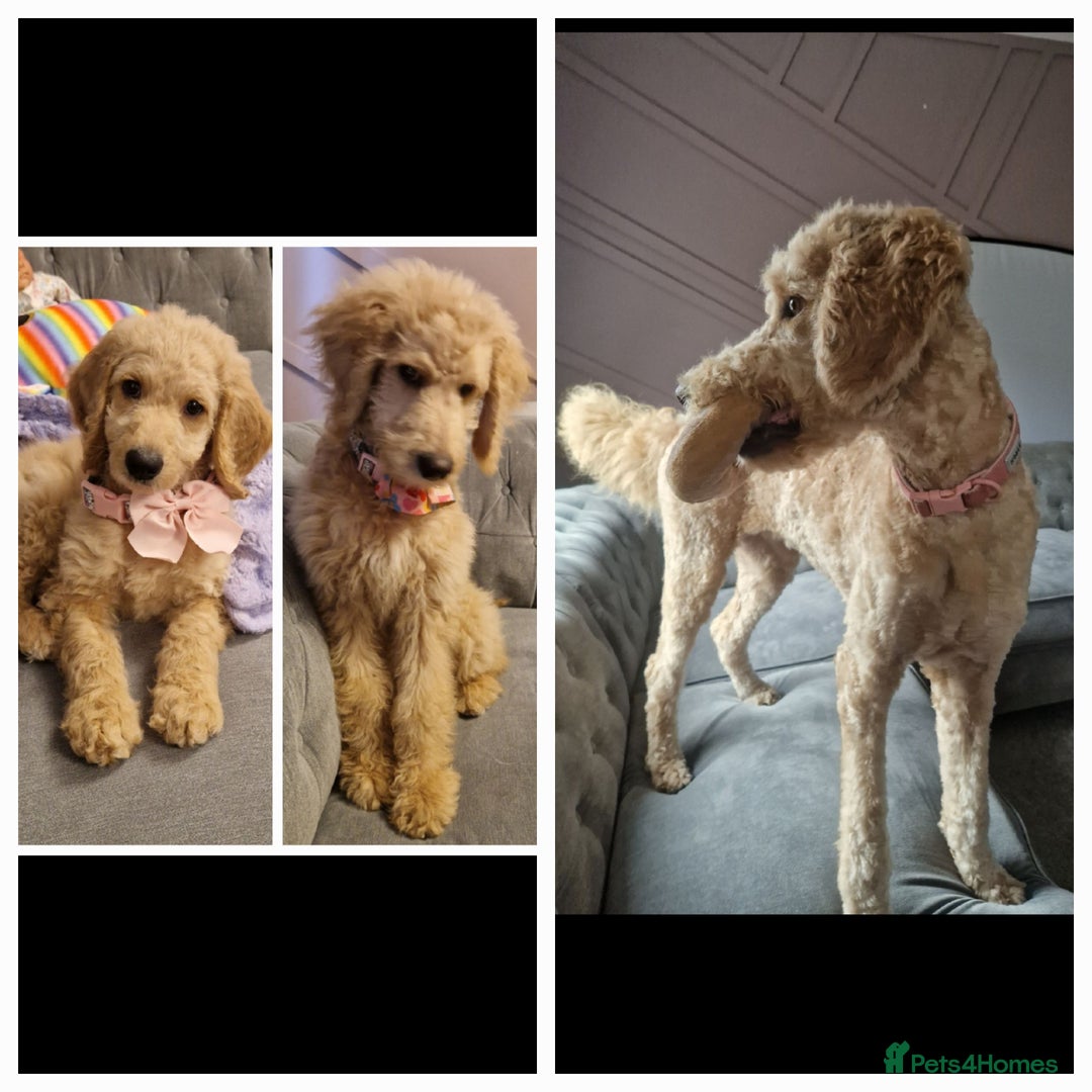 Goldendoodle dogs for sale: F1bb Goldendoodle Girl 'Honey' - Image 4