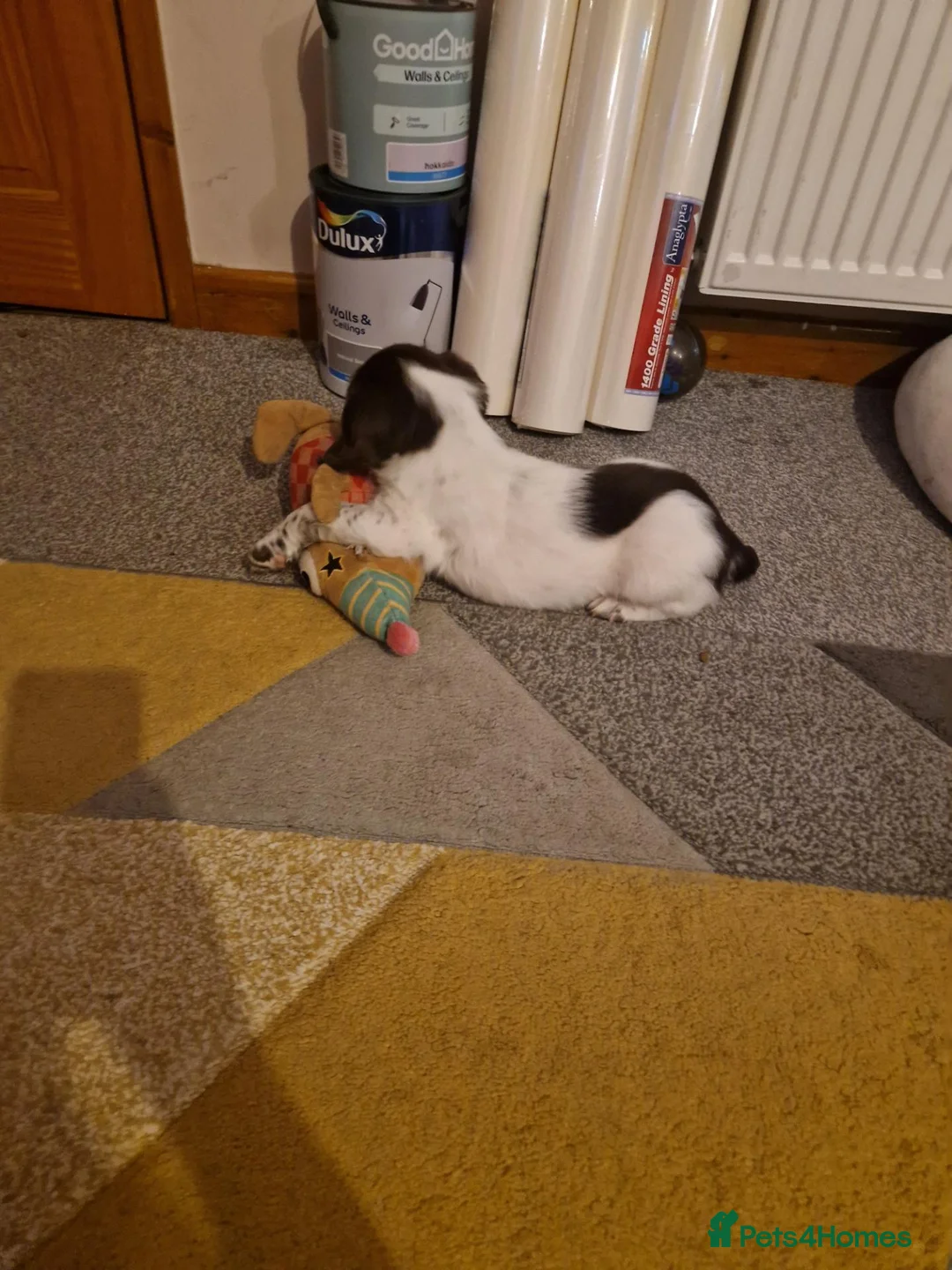 English Springer Spaniel dogs for sale: English springer spaniel  - Advert 2