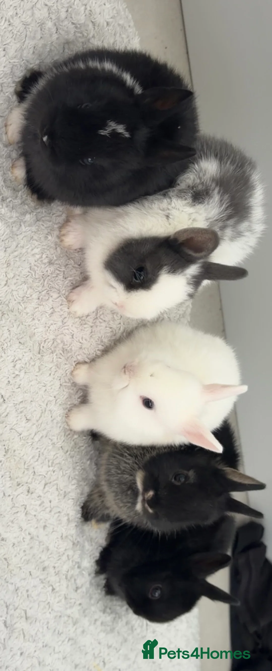 Netherland Dwarf rabbits for sale: 5 Netherland Dwarf Bunnies for sale at 8-10 weeks  - Advert 2