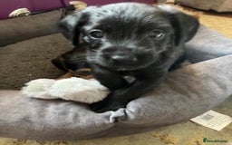 Mixed Breed dogs for sale: Gorgeous Plummer Terrier X Toy Poodle - Image 31