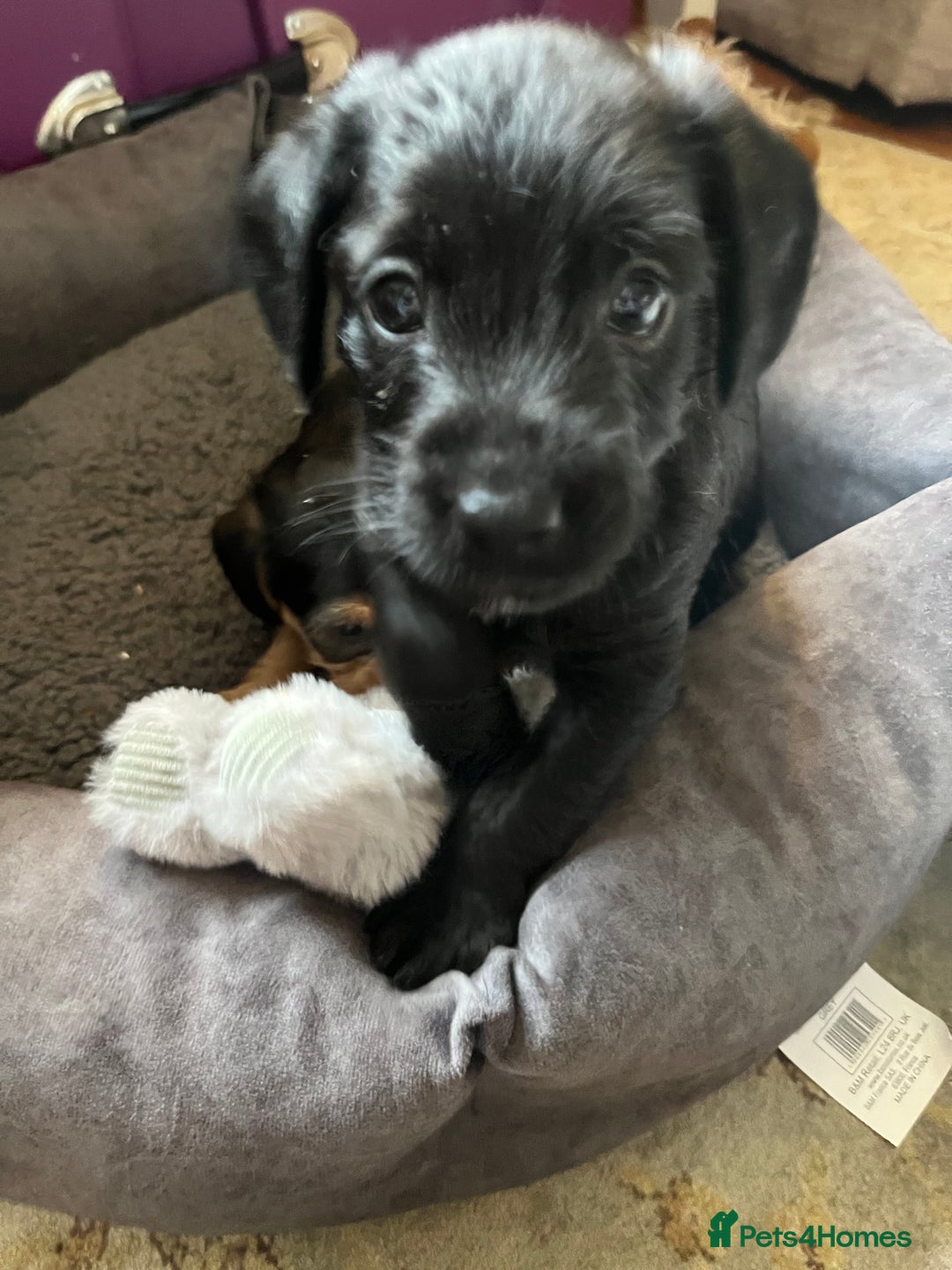 Mixed Breed dogs for sale: Gorgeous Plummer Terrier X Toy Poodle - Image 31