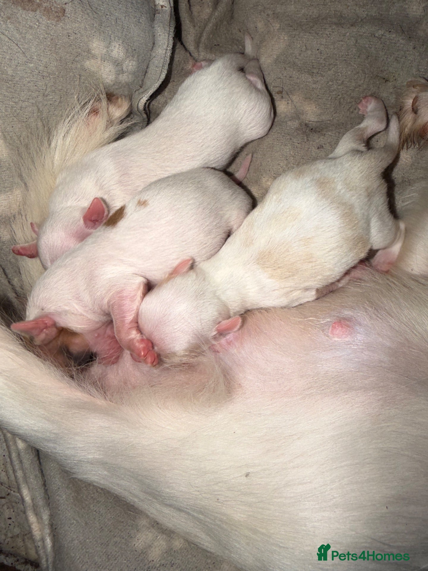 Chihuahua dogs 3 adorable chihuahuas for sale - Advert 10
